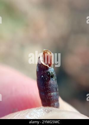 Gewöhnliche Türschnecke (Clausilia bidentata) Stockfoto