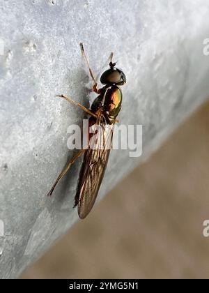 Centurion Fly (Sargus bipunctatus) mit zwei Punkten Stockfoto