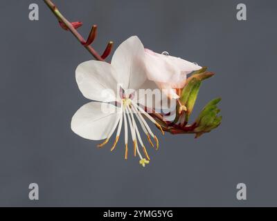 Blassrosa oder weiße Gaura wirbelnde Schmetterlingsblume mit Regentropfen, Nahaufnahme auf grauem Hintergrund Stockfoto