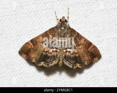 Gefleckte Rüben Webworm Motte (Hymenia perspectalis) Stockfoto