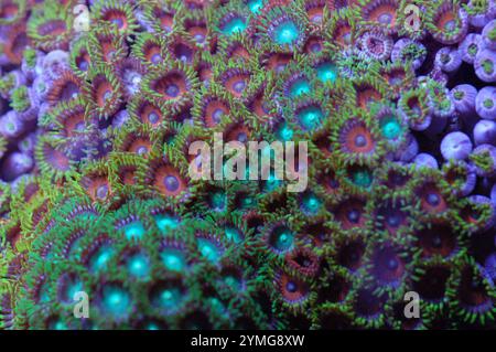 Ultrafarbiger Mixed Zoanthid Rock - Zoanthus spp Stockfoto