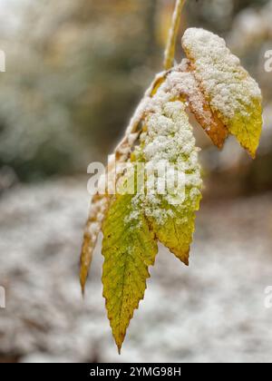 Süße Kastanienblätter, umhüllt von Schnee Stockfoto