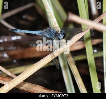Little Blue Dragonlet (Erythrodiplax minuscula) Stockfoto