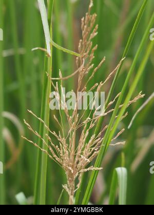 Vetiver (Chrysopogon zizanioides) Stockfoto