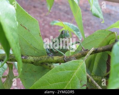 Veilchengrasshopper (Tropidacris collaris) Stockfoto