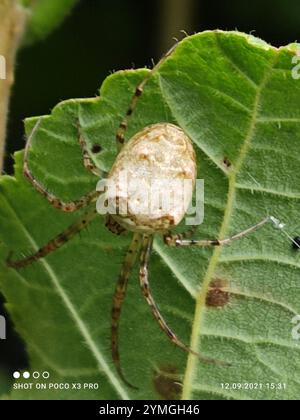 Eurasische gepanzerte Langhülse (Metellina segmentata) Stockfoto