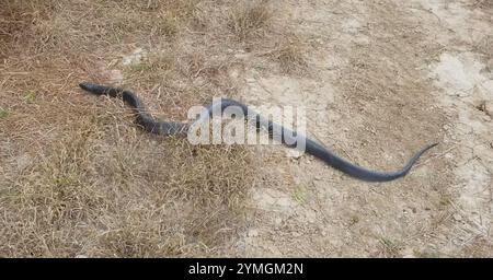 Mittelamerikanische Indigoschlange (Drymarchon melanurus) Stockfoto