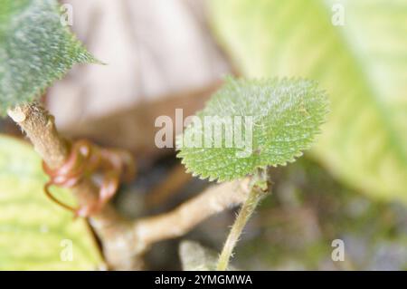 Gympie Steinging Tree (Dendrocnide moroides) Stockfoto