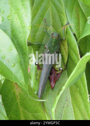 Veilchengrasshopper (Tropidacris collaris) Stockfoto