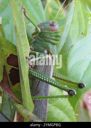 Veilchengrasshopper (Tropidacris collaris) Stockfoto