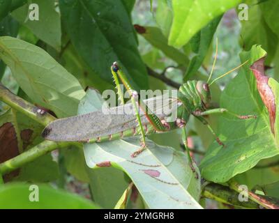 Veilchengrasshopper (Tropidacris collaris) Stockfoto