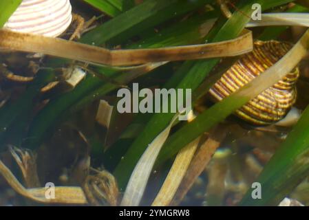 Blaugeringte Spitzenschnecke (Calliostoma ligatum) Stockfoto