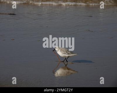 Sanderling läuft mit einem Wurm im Schnabel bei Ebbe. Strand von der nordportugiesischen Küste. Stockfoto