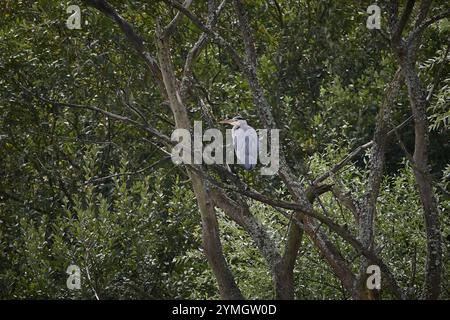 Ein Graureiher (Ardea cinerea), der auf einem Baum mit grünem Laubhintergrund thront. Stockfoto