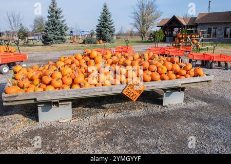 Kleine Kürbisse zum Verkauf auf der Warner Ranch and Pumpkin Farm an der Schisler Road in Niagara Falls, Ontario, Kanada Stockfoto