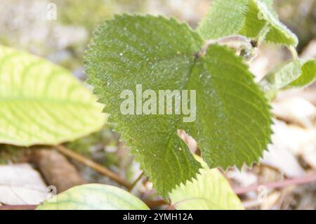 Gympie Steinging Tree (Dendrocnide moroides) Stockfoto