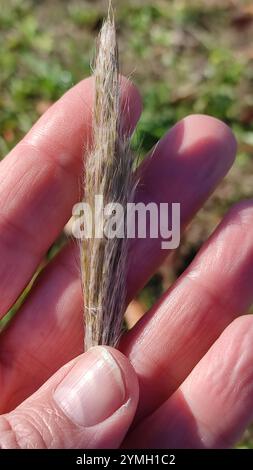 King Ranch Bluestem (Bothriochloa ischaemum) Stockfoto