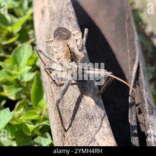 Nordamerikanischer Radkäfer (Arilus cristatus) Stockfoto