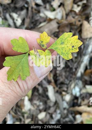 Duftender Sumak (Rhus aromatica) Stockfoto