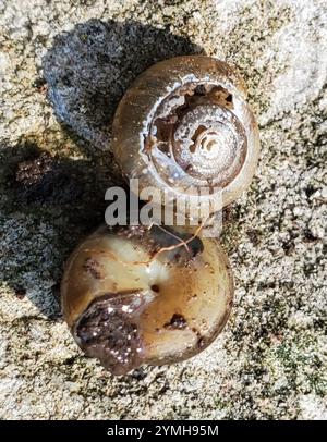 Schnell glänzende Schnecke (Zonitoides arboreus) Stockfoto