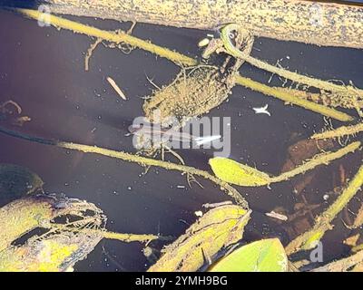 Westliche Moskitofisch (Gambusia affinis) Stockfoto