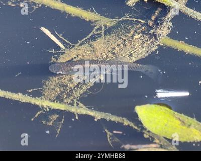 Westliche Moskitofisch (Gambusia affinis) Stockfoto