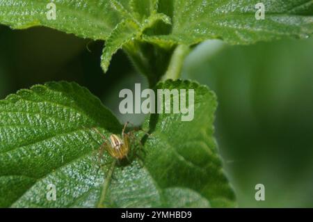 Lean Lynx Spider (Oxyopes macilentus) Stockfoto