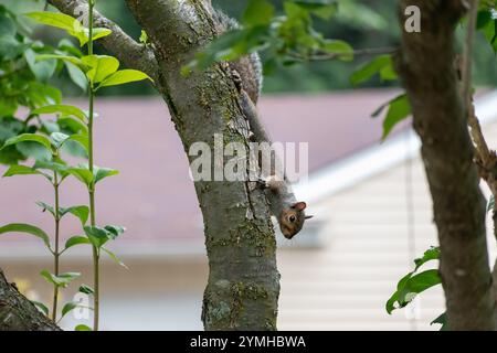 Ein Eastern Grey Eichhörnchen hängt in einem Baum, in Alarmbereitschaft, auf der Suche nach Raubtieren. Stockfoto