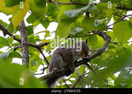 Ein Eastern Grey Eichhörnchen hängt in einem Baum, in Alarmbereitschaft, auf der Suche nach Raubtieren. Stockfoto