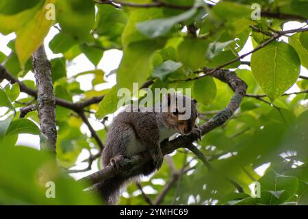 Ein Eastern Grey Eichhörnchen hängt in einem Baum, in Alarmbereitschaft, auf der Suche nach Raubtieren. Stockfoto