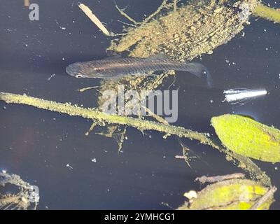 Westliche Moskitofisch (Gambusia affinis) Stockfoto