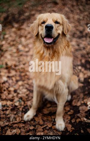 Ein fröhlicher goldener Retriever sitzt an der Leine und lächelt hell vor einem lebhaften Hintergrund aus Herbstlaub. Das goldene Fell des Hundes leuchtet im weichen Herbst Stockfoto