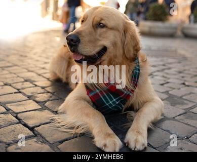 Ein goldener Retriever, der auf den Straßen roms liegt, mit einem festlichen weihnachtsbandana Stockfoto