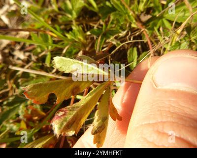 Siebenblättriges Cinquefoil (Potentilla Heptaphylla) Stockfoto