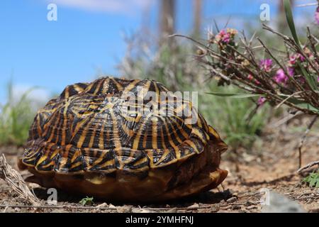 Südzeltschildkröte (Psammobates tentorius tentorius) Stockfoto