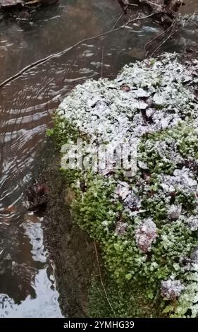 Großes Federkraut (Plagiochila asplenioides) Stockfoto