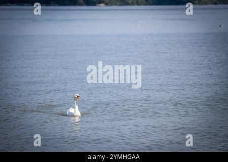 Ein Schwan schwimmt anmutig auf der Donau in Belgrad, Serbien. Die ruhige Szene fängt die natürliche Schönheit des Flusses und seiner Tierwelt ein. Schwäne, o Stockfoto