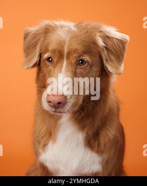 Ein Nova Scotia Duck Tolling Retriever zeigt einen ruhigen und ruhigen Ausdruck und blickt direkt auf die Kamera vor einem orangefarbenen Hintergrund. Der lebendige Stockfoto