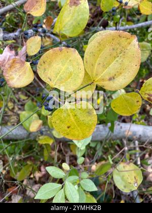 Roundleaf greenbrier (Smilax rotundifolia) Stockfoto