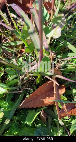 King Ranch Bluestem (Bothriochloa ischaemum) Stockfoto