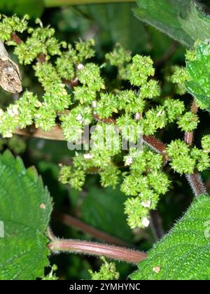 Westindische Holznessel (Laportea aestuans) Stockfoto