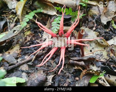 anemone Stinkhornpilz (Azeroe rubra) Stockfoto