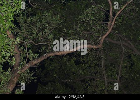 Fleckbaucheulen (Ketupa nipalensis) Stockfoto