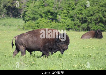 American Bison spaziert durch die Prärie des Joseph H. Williams Tallgrass Prairie Preserve the Nature Conservancy. Im Sommer in Oklahoma. Stockfoto