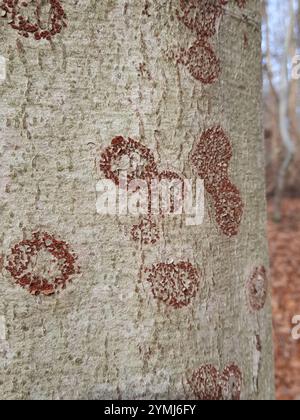 Buchenrinde Canker-Pilz (Neonectria faginata) Stockfoto