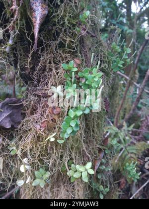 acorn peperomia (Peperomia tetraphylla) Stockfoto