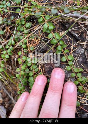 Kriechbeere (Gaultheria hispidula) Stockfoto