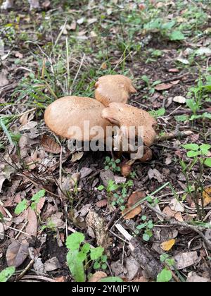 Ringloser Honigpilz (Desarmillaria caespitosa) Stockfoto