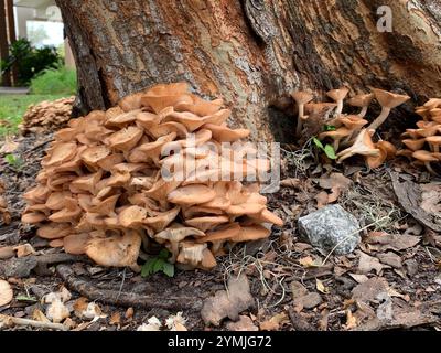 Ringloser Honigpilz (Desarmillaria caespitosa) Stockfoto