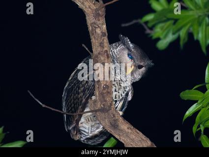 Fleckbaucheulen (Ketupa nipalensis) Stockfoto